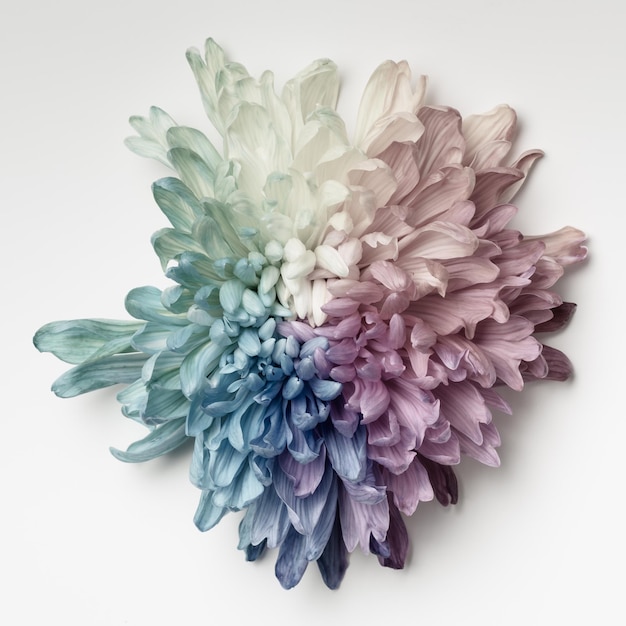 Chrysanthemum is painted in rainbow colors pastel colors