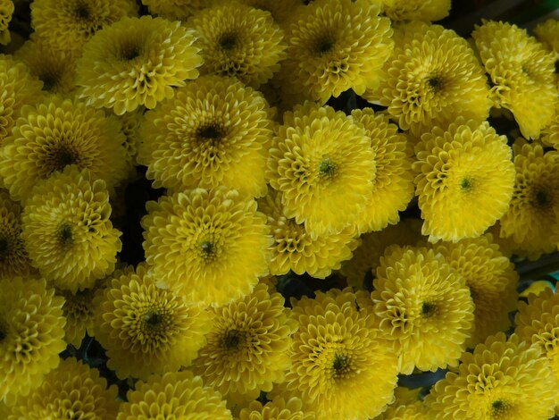 Chrysanthemum is a symbol of elegance and purity