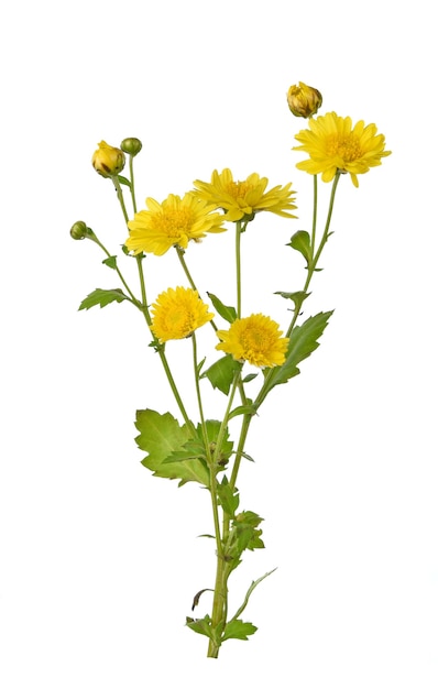 Chrysanthemum isolated on a white background