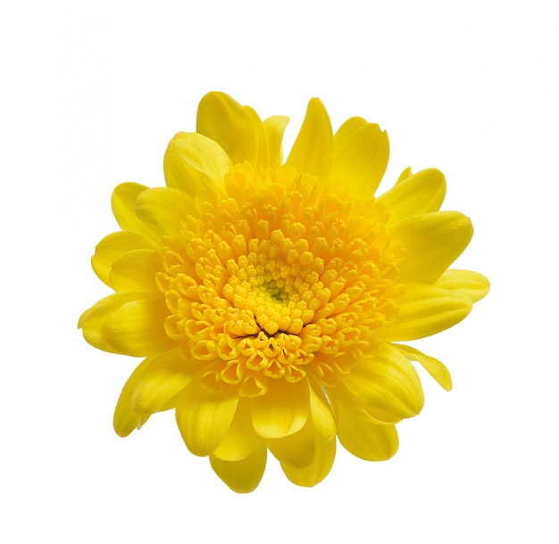 Photo chrysanthemum isolated on a white space