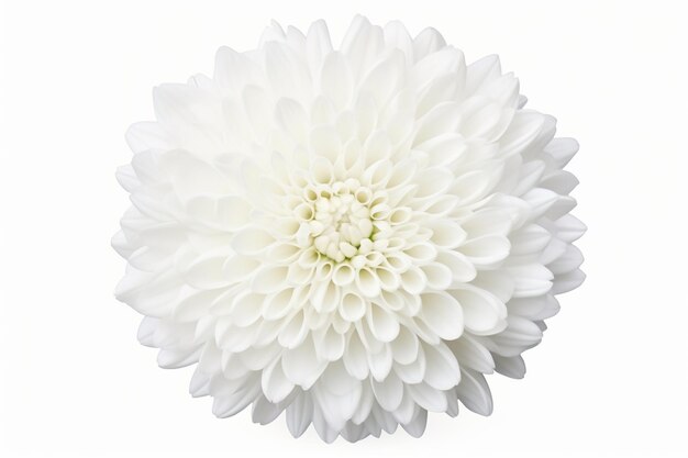 Photo chrysanthemum isolated on a white space