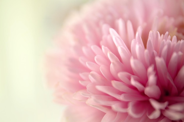 Chrysanthemum knop close-up