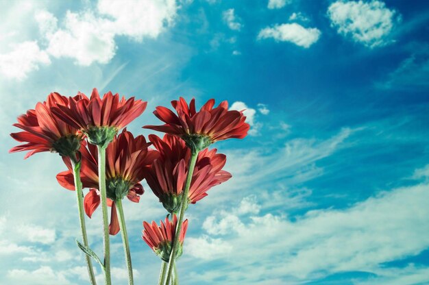 Chrysanthemum koreanum flower with red petals