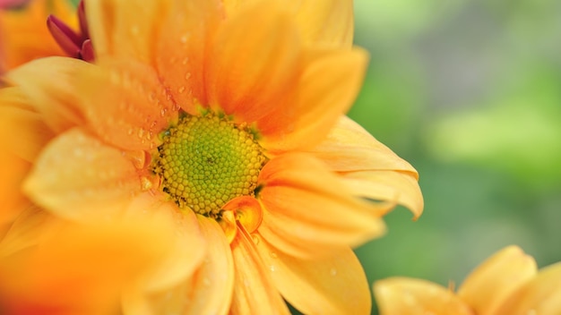 Chrysanthemum lavandulifolium flowers with orange petals