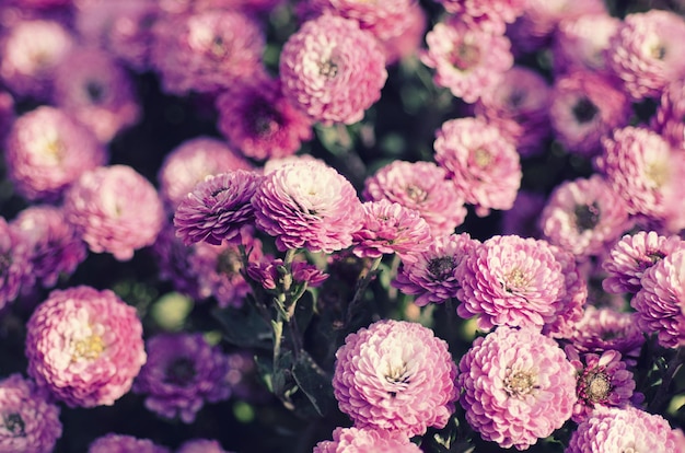 Chrysanthemum macro bloemen