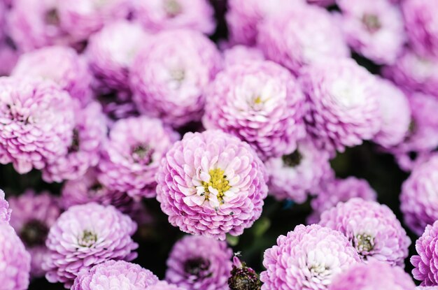 Chrysanthemum macro flowers