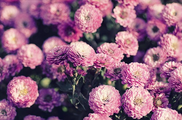 Chrysanthemum macro flowers