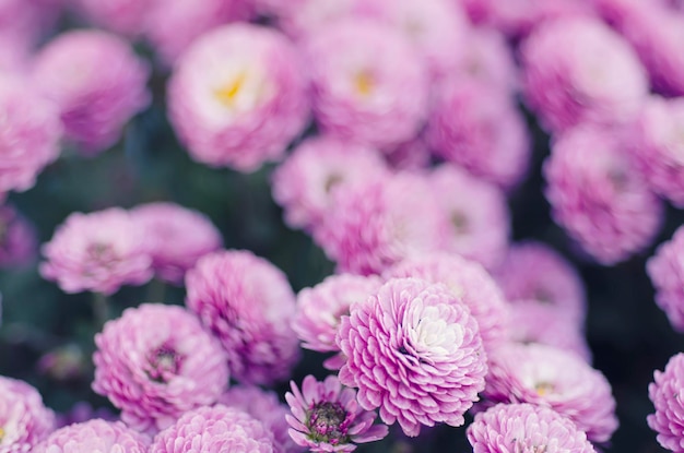 Chrysanthemum macro