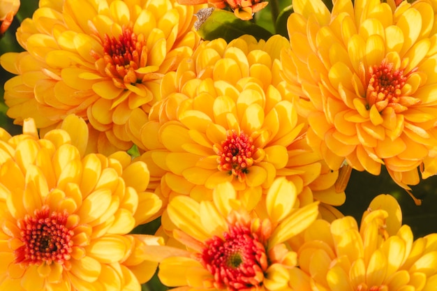 Foto chrysanthemum mary bronze bicolor sunbeam