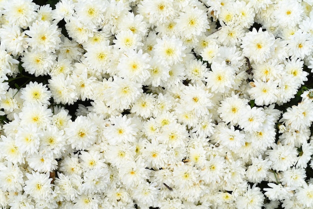 chrysanthemum multiflora Brandove Wit op bloembed