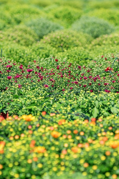 Chrysanthemum Mums on the Field, Chrysanths Plants  