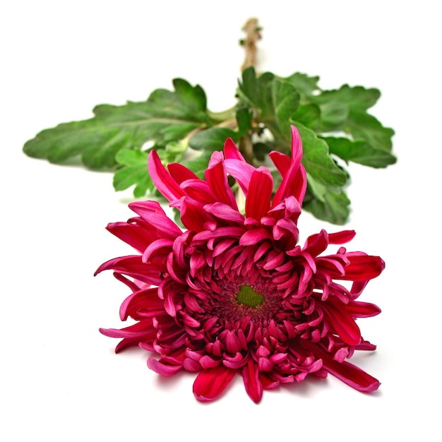 Chrysanthemum pink flower isolated on white background. Flat lay, top view