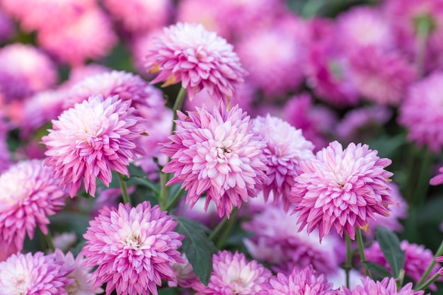 Chrysanthemum pink flowers in the garden