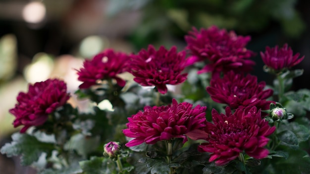 chrysanthemum purple bloom flower in potted