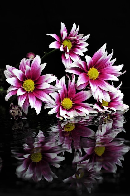 Chrysanthemum in Reflection