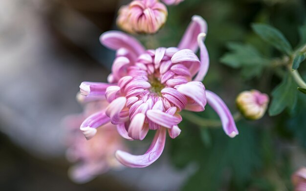 chrysanthemum very nice colorful autumn garden flower close up