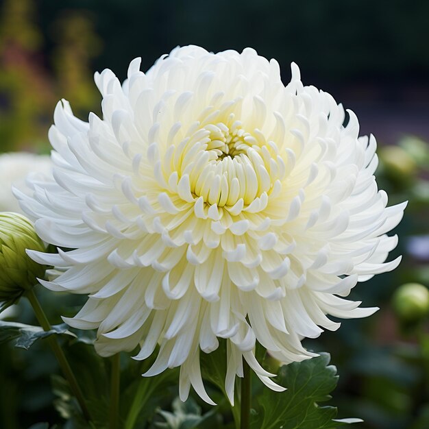 写真 クリザンテム 白い花がいています