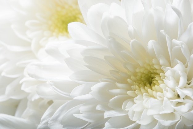 Chrysanthemum white flower