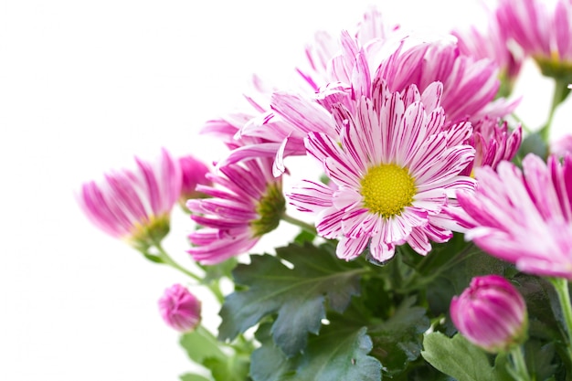 Chrysanthemum on white