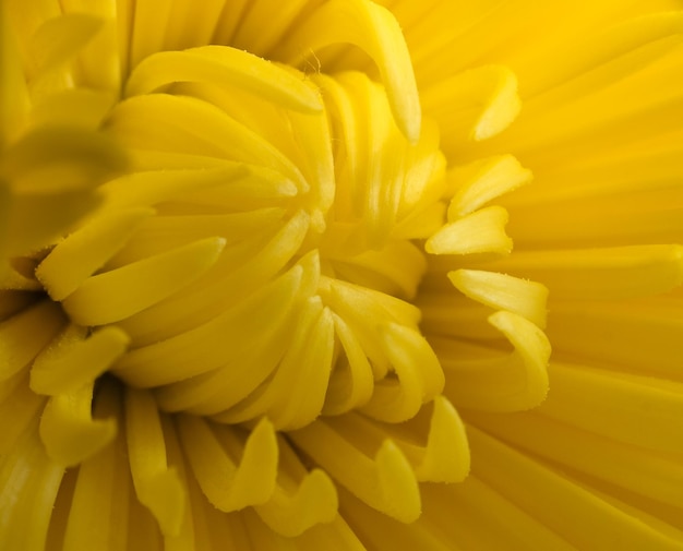 Chrysanthemum yellow macro