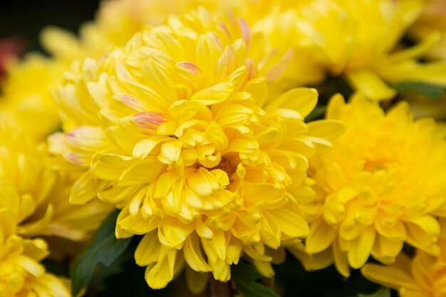 Chrysanthemum