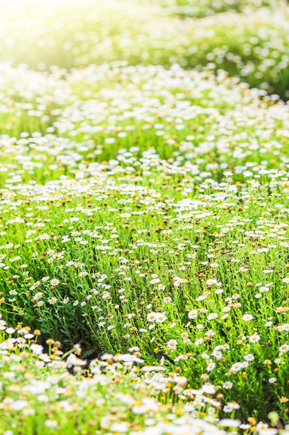 Chrysanthemum