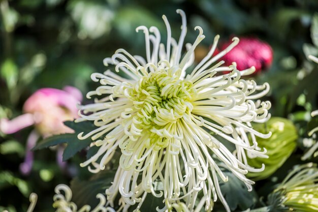 chrysanthemum