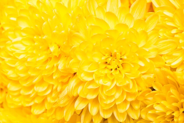 Chrysanthemum