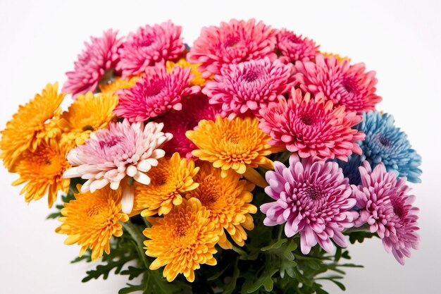 Chrysanthemum