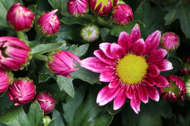 Chrysanthemumbloem in tropisch