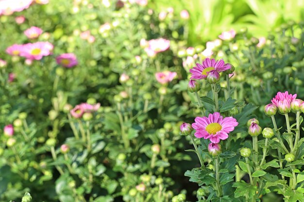 Chrysanthemumbloem in tropisch