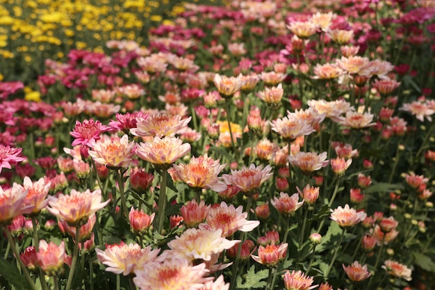 Chrysanthemumbloem in tropisch