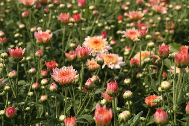 Chrysanthemumbloem in tropisch