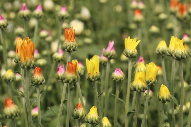 Chrysanthemumbloem in tropisch