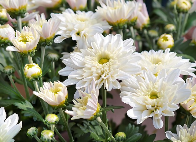 Chrysanthemumbloemen bloeien in groep bloemen achtergrondconcept