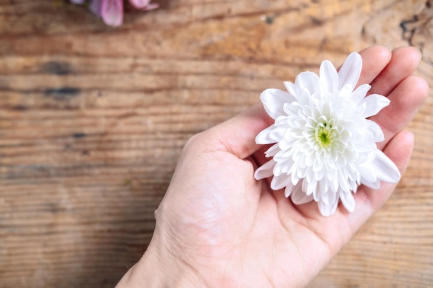 Chrysanthemumknop in handen op een houten achtergrond delicaat frame met witte bloem.