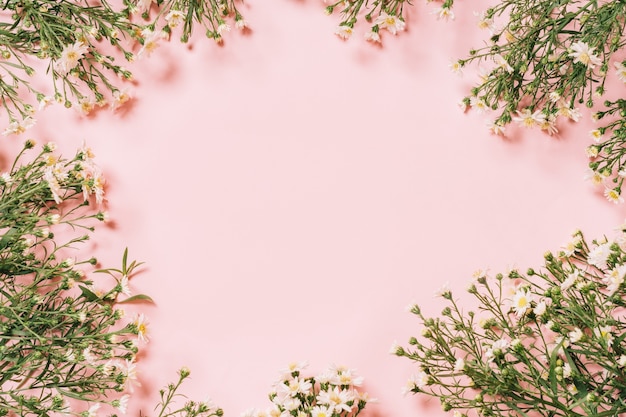 Chrysanthemums arranged on pink