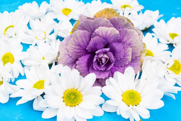 Chrysanthemums on blue background