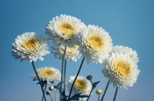 Foto crisantemi dalia cielo blu fiore caldo famiglia floreale generare ai