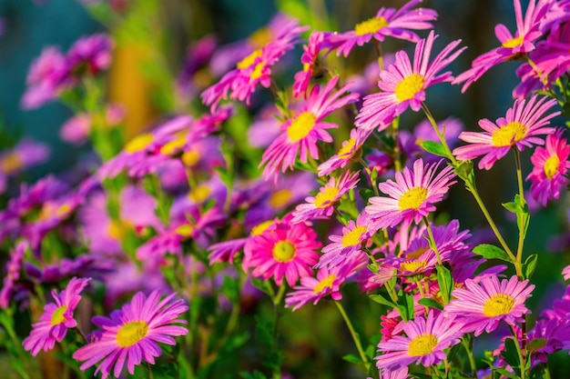 Chrysanthemums Bright purple autumn flowers Floral background