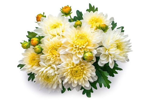 Chrysanthemums Dianthus Tropical Garden Nature On White Background