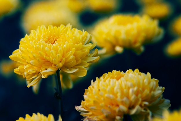 Chrysanthemums flower dark tone