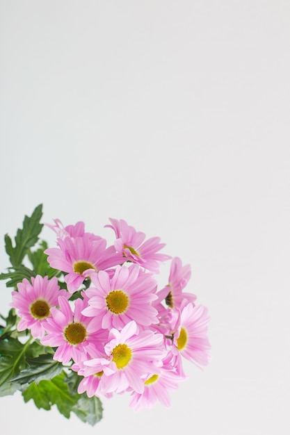 Chrysanthemums flowers in bouquet  on white background