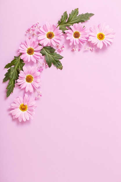 ピンクの紙の背景に菊の花