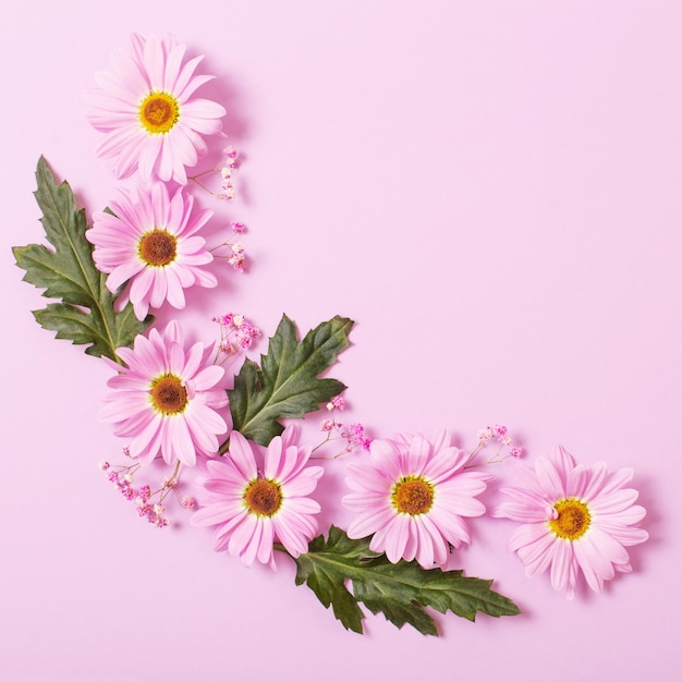 Chrysanthemums flowers on pink paper background