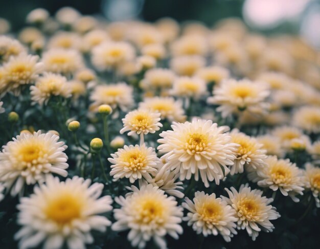 A chrysanthemums flowers