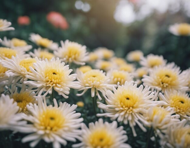 A chrysanthemums flowers