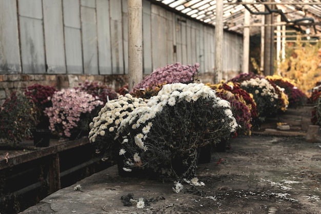 Chrysanthemums in an old greenhouse in a botanical garden.