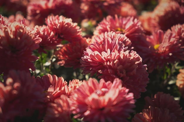 Chrysanthemums pink close-up. Authentic flowers blurred background. Beautiful bright chrysanthemums