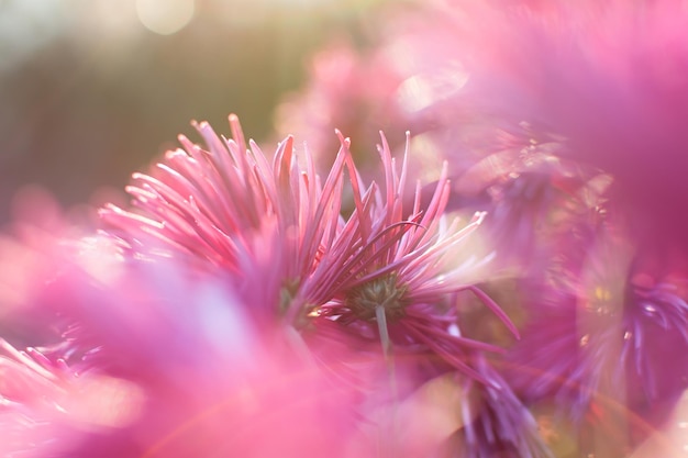 Chrysanthemums pink closeup